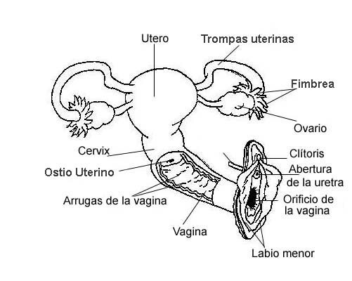 Anatomía general del aparato genital femenino